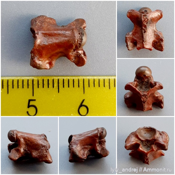 водные рептилии, сеноман, Dolichosauridae, Долихозавр