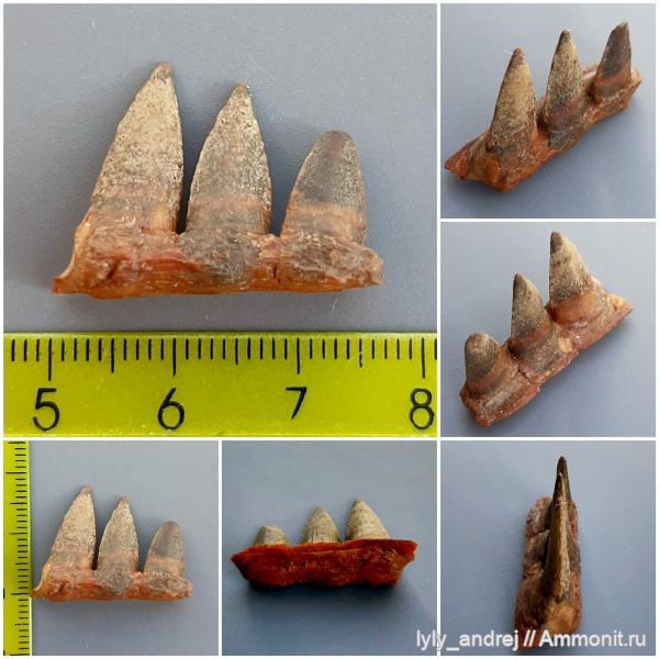 сеноман, зубы рыб, костные рыбы, Enchodus, Apateodus