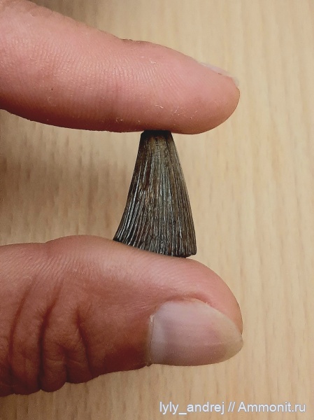 водные рептилии, сеноман, зубы рептилий, Pliosaurus