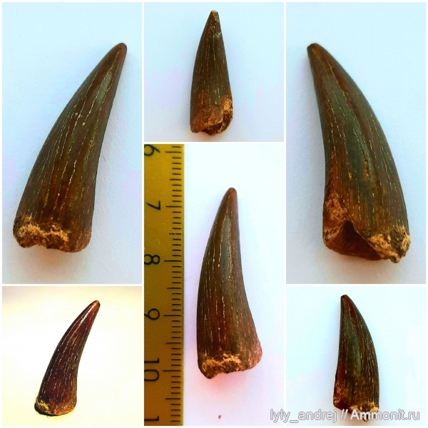 водные рептилии, зубы, сеноман, Elasmosaurus