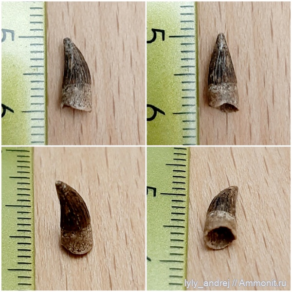 водные рептилии, зубы, сеноман, Leptocleidia