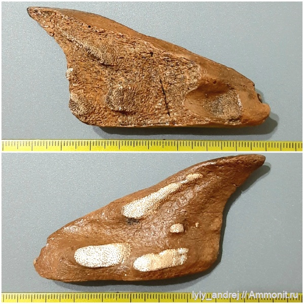 химеры, сеноман, Ischyodus