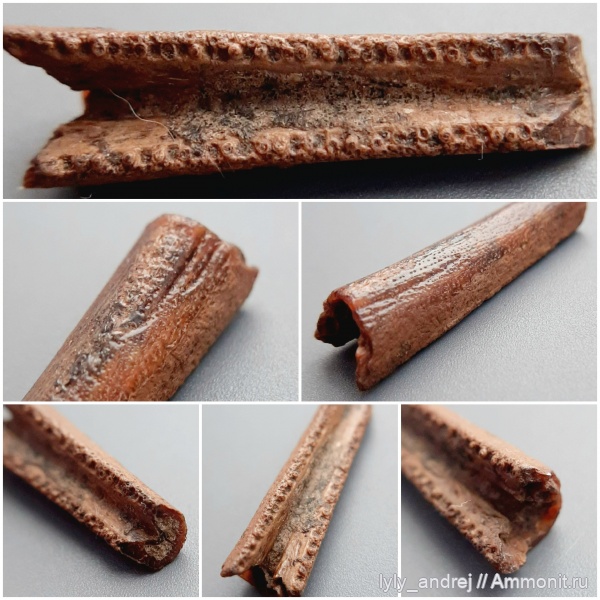 рыбы, сеноман, челюсти, челюсти рыб, костные рыбы, Belonostomus