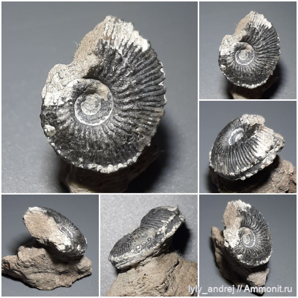 аммониты, Пески, Kosmoceras, головоногие моллюски