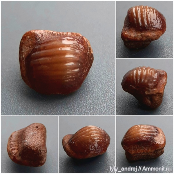 сеноман, зубы акул, Ptychodus