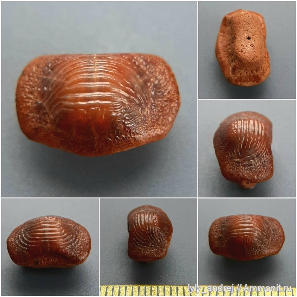 сеноман, зубы акул, Ptychodus