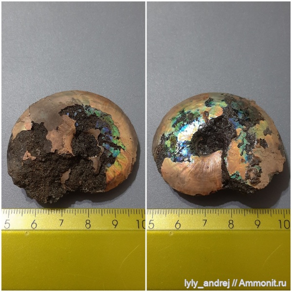 аммониты, головоногие моллюски, Garniericeras, Garniericeras catenulatum