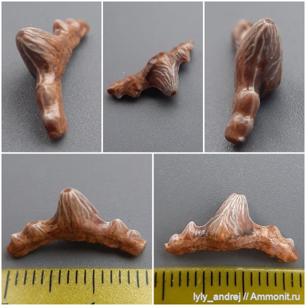 сеноман, зубы акул, Polyacrodus, Polyacrodus illingworthi