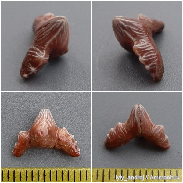 сеноман, зубы акул, Polyacrodus, Polyacrodus illingworthi