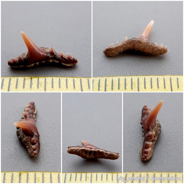 хрящевые рыбы, сеноман, зубы акул, Synechodus, Palaeospinacidae