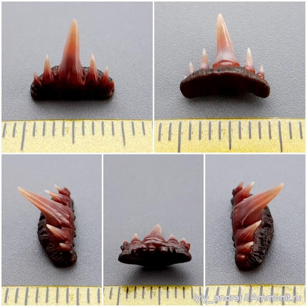 хрящевые рыбы, сеноман, зубы акул, Paraorthacodus