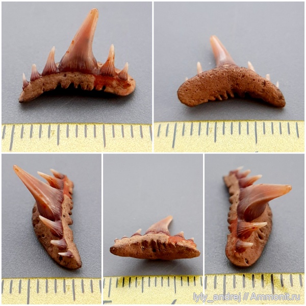 хрящевые рыбы, сеноман, зубы акул, Paraorthacodus