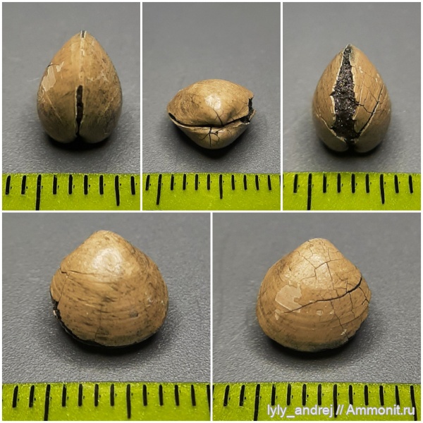 моллюски, юра, оксфорд, двустворки, Protocardia