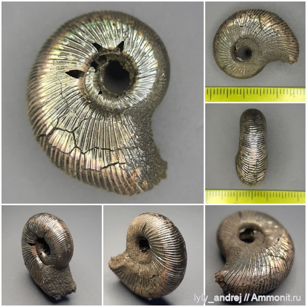 аммониты, юра, Бронницы, оксфорд, Perisphinctidae