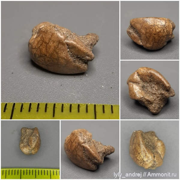 членистоногие, раки, сеноман, крабы, клешни