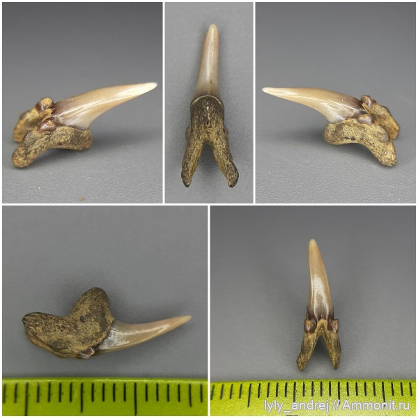 хрящевые рыбы, прижизненные повреждения, сеноман, зубы акул, Pseudoscapanorhynchus