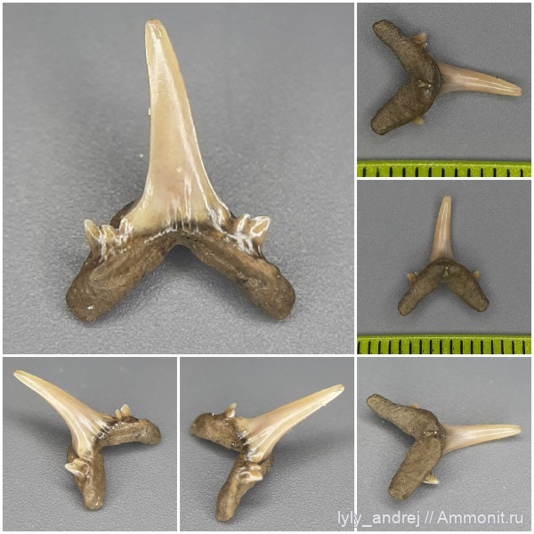 хрящевые рыбы, Eostriatolamia, сеноман, зубы акул, патологии, аномалии зубов