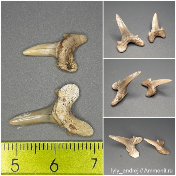 зубы, хрящевые рыбы, Cretalamna, сеноман, зубы акул, Archaeolamna