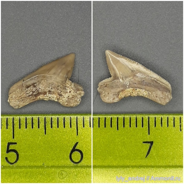 хрящевые рыбы, Squalicorax, сеноман, зубы акул