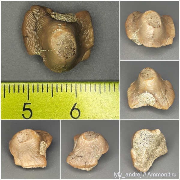 хрящевые рыбы, сеноман, зубы акул, Ptychodus, ptychodus anonymus