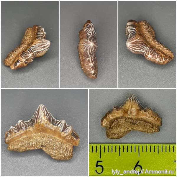 хрящевые рыбы, сеноман, зубы акул, Polyacrodus, Polyacrodus illingworthi