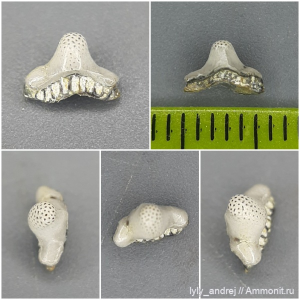 хрящевые рыбы, стешевский горизонт, Helodus, зубы рыб