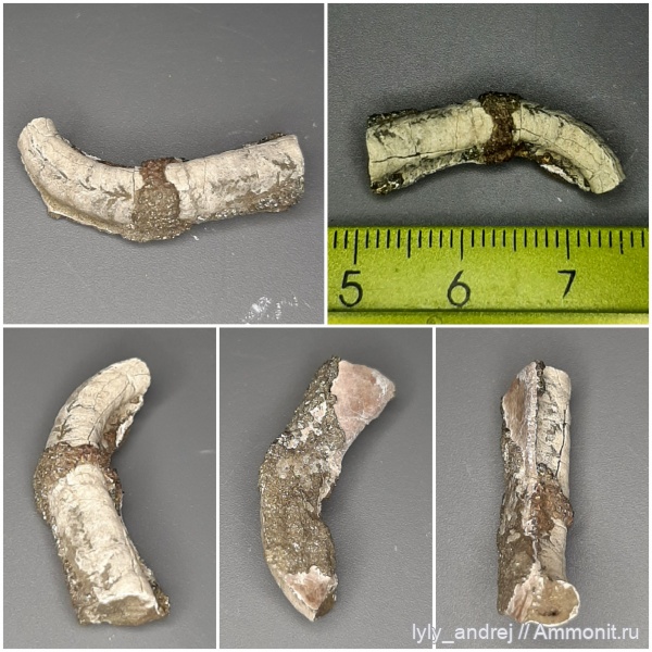 юра, серпулы, кольчатые черви, Serpula, келловей, Serpula limax