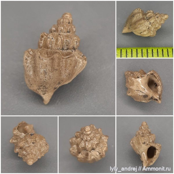 гастроподы, оксфорд, Purpurina, Khetella, purpurina plicata