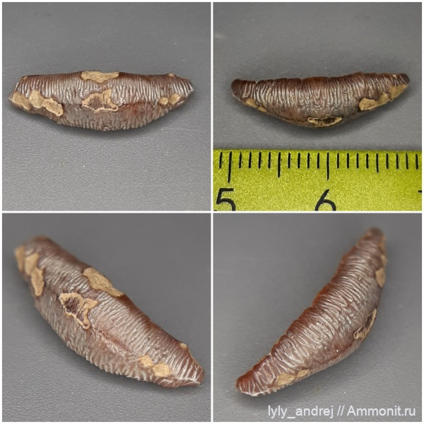 зубы, хрящевые рыбы, сеноман, зубы акул, Acrodus