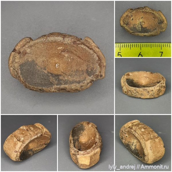 позвонки, позвонки рыб, позвонки акул