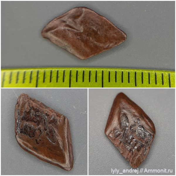 сеноман, чешуя, чешуя рыб, чешуйки