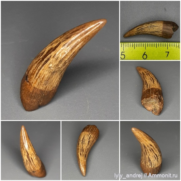 рептилии, зубы, сеноман, Elasmosauridae, Elasmosaurus, Эласмозавры