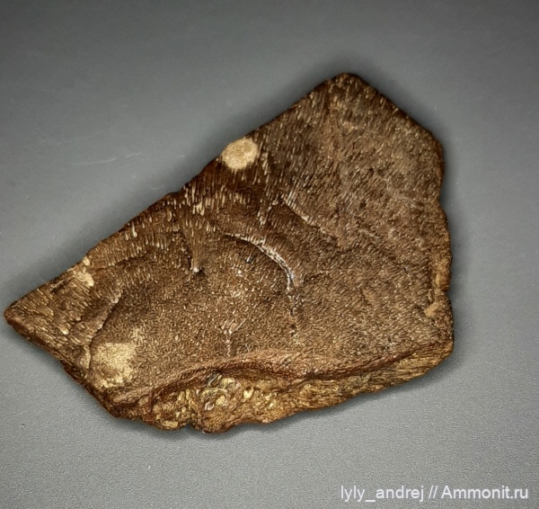 рептилии, мел, черепахи, сеноман