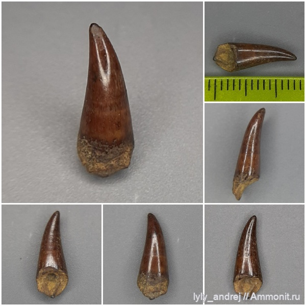 сеноман, зубы рыб, костные рыбы, Pachyrhizodus, лучепёрые рыбы