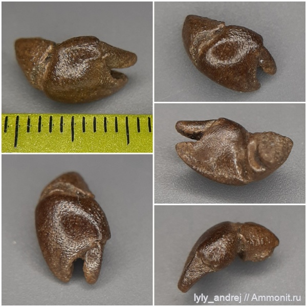 членистоногие, ракообразные, сеноман, клешни