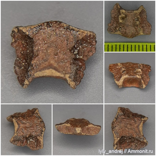 хрящевые рыбы, скаты, сеноман, Squatina, позвонки