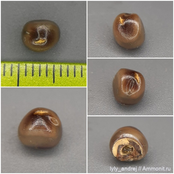 сеноман, Pycnodus, зубы рыб, костные рыбы, Pycnodontiformes