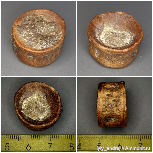 позвонки, позвонки рыб, костные рыбы