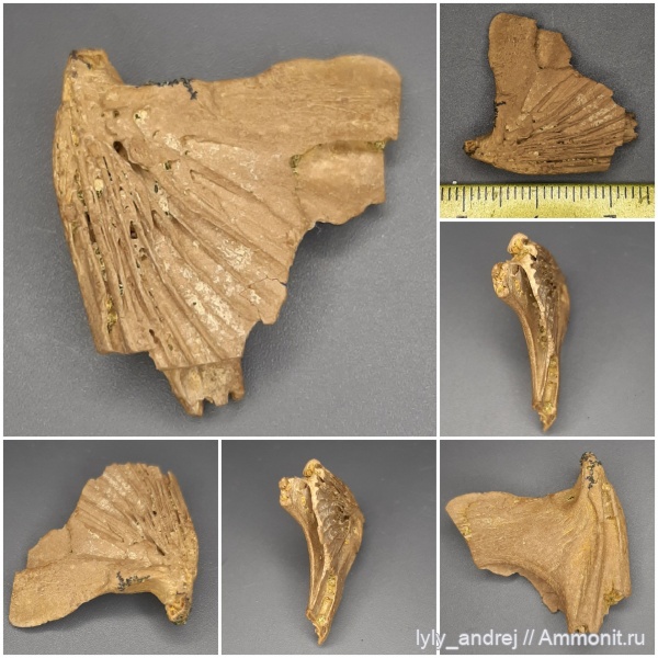 рыбы, кампан, костные рыбы