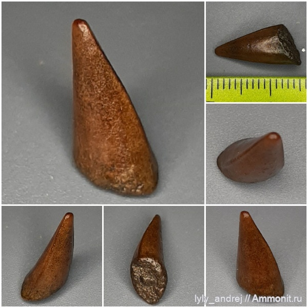 зубы, сеноман, зубы рыб, костные рыбы