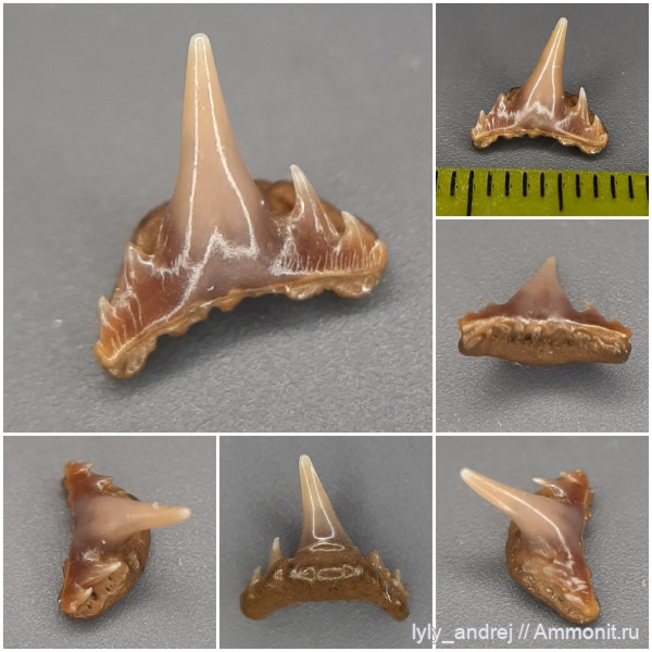 рыбы, хрящевые рыбы, зубы акул, Synechodus, Palaeospinacidae