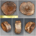 Позвонок акулы Позвонок акулы