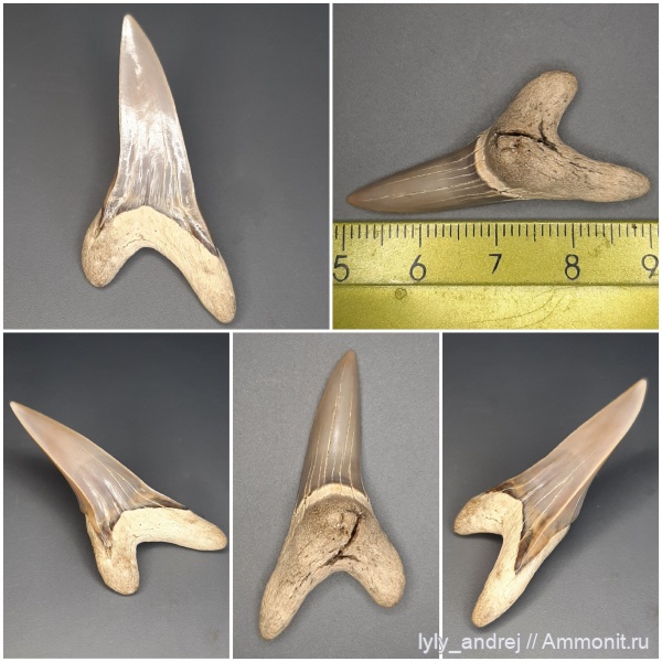 зубы, хрящевые рыбы, сеноман, зубы акул, Cretoxyrhina