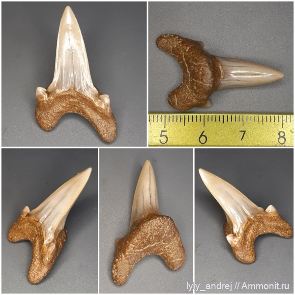 зубы, хрящевые рыбы, сеноман, зубы акул, Dwardius