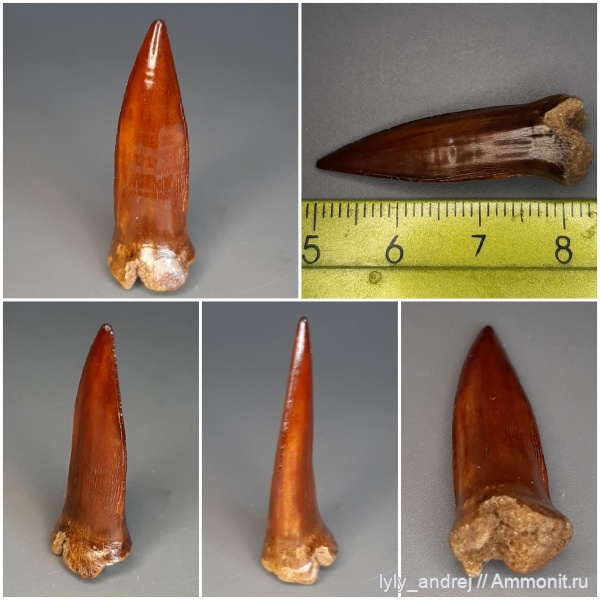зубы, сеноман, зубы рыб, костные рыбы, Protosphyraena, Enchodus, Enchodus gladiolus