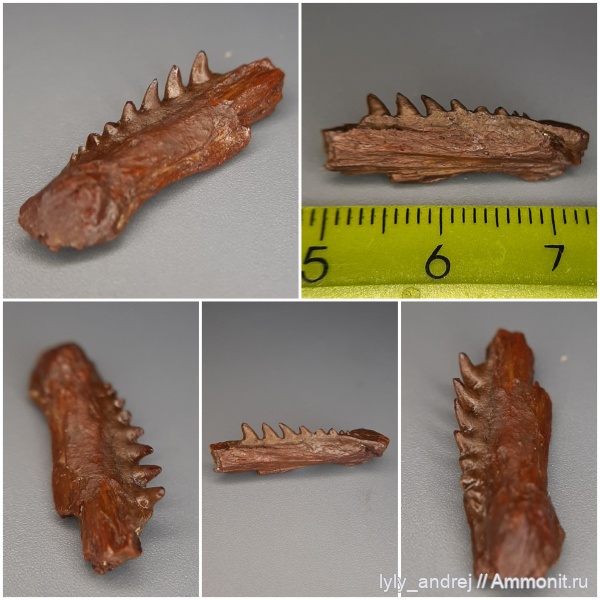 сеноман, челюсти рыб, шипы, шипы рыб