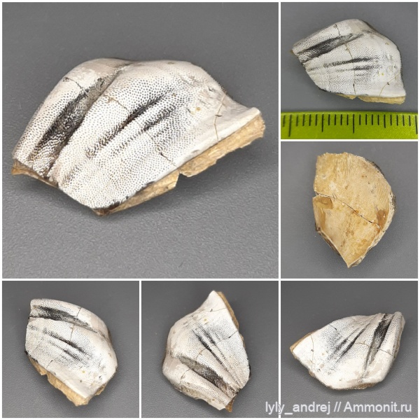 карбон, Deltodus, стешевский горизонт, Cochliodontiformes, Deltoptychius, Карбоновые рыбы