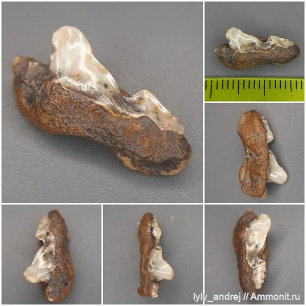 зубы, сеноман, зубы акул, патологии, Аномалия зубов