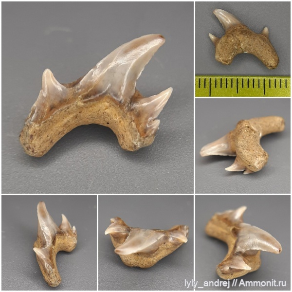 зубы, Eostriatolamia, сеноман, зубы акул, Archaeolamna, патологии, Аномалия зубов