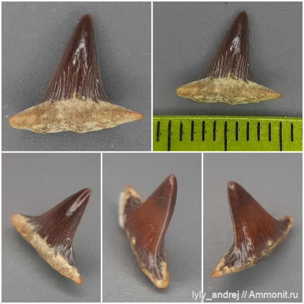 хрящевые рыбы, сеноман, зубы акул, Meristodonoides